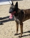 K9 Ike | Maricopa Police Department, Arizona