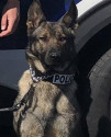 K9 Ronja | Tacoma Police Department, Washington
