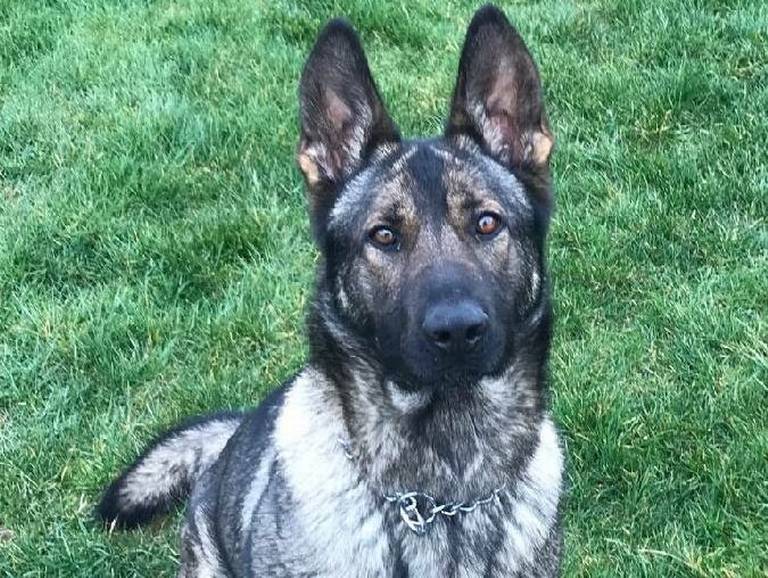 K9 Ronja | Tacoma Police Department, Washington K9 Ronja | Tacoma Police Department, Washington