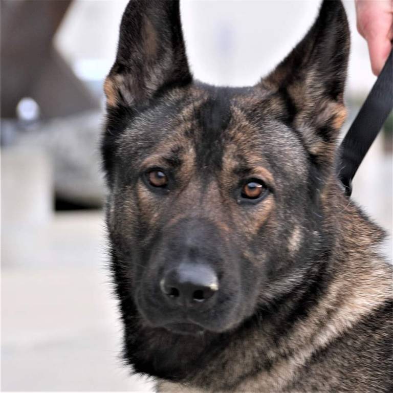 K9 Ronja | Tacoma Police Department, Washington K9 Ronja | Tacoma Police Department, Washington