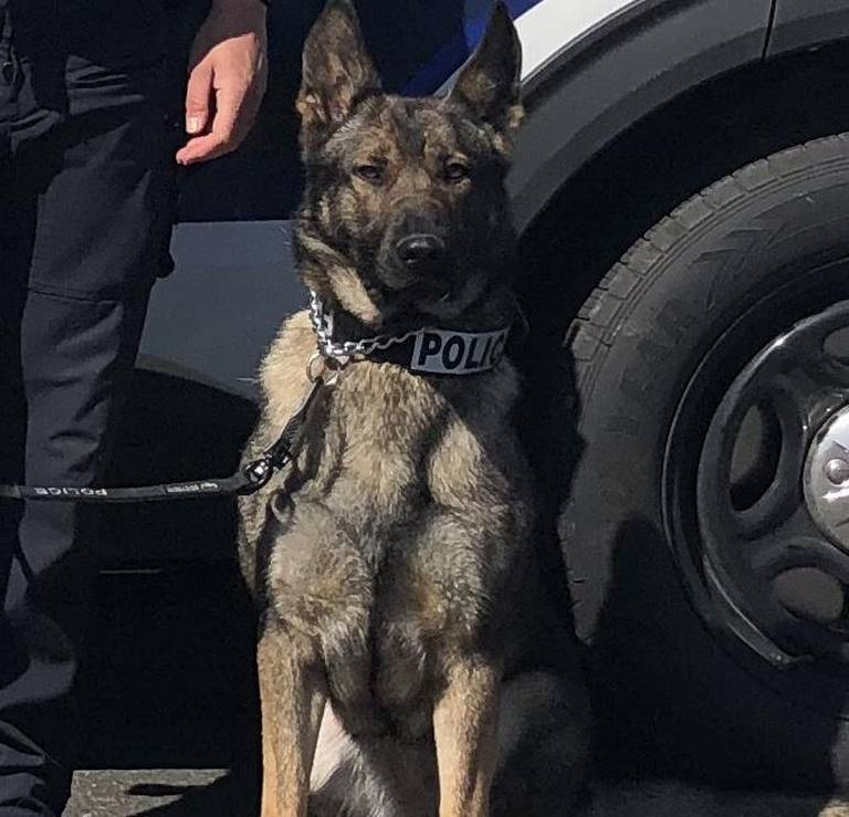 K9 Ronja | Tacoma Police Department, Washington K9 Ronja | Tacoma Police Department, Washington