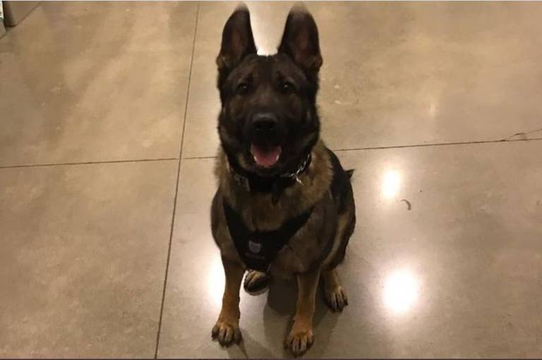 K9 Ronja | Tacoma Police Department, Washington K9 Ronja | Tacoma Police Department, Washington