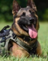 K9 Blue | Gwinnett County Police Department, Georgia