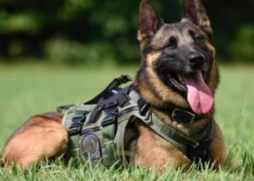 K9 Blue | Gwinnett County Police Department, Georgia K9 Blue | Gwinnett County Police Department, Georgia