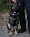 K9 Atlas | Scotts Valley Police Department, California