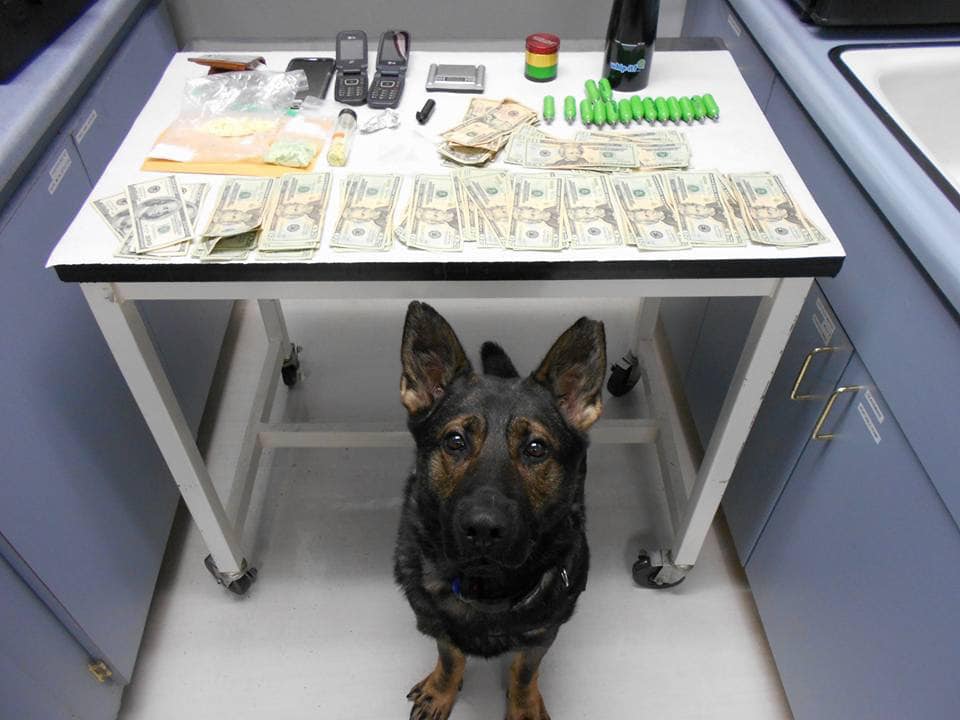 K9 Atlas | Scotts Valley Police Department, California K9 Atlas | Scotts Valley Police Department, California