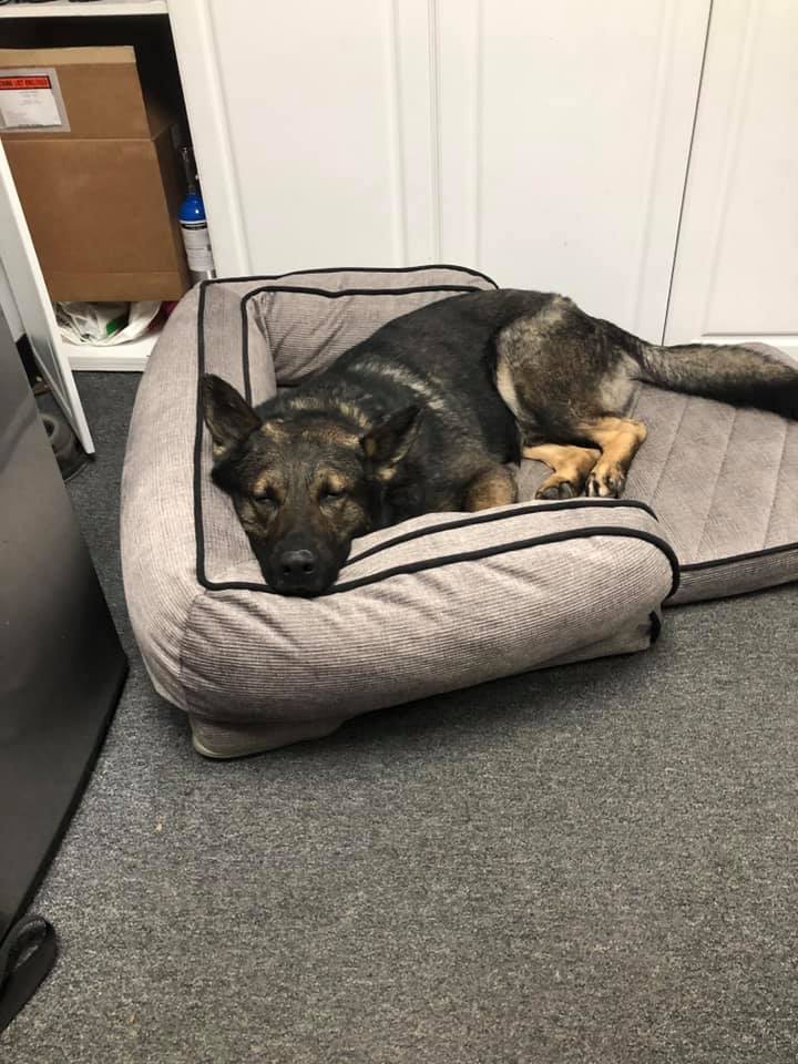 K9 Atlas | Scotts Valley Police Department, California K9 Atlas | Scotts Valley Police Department, California