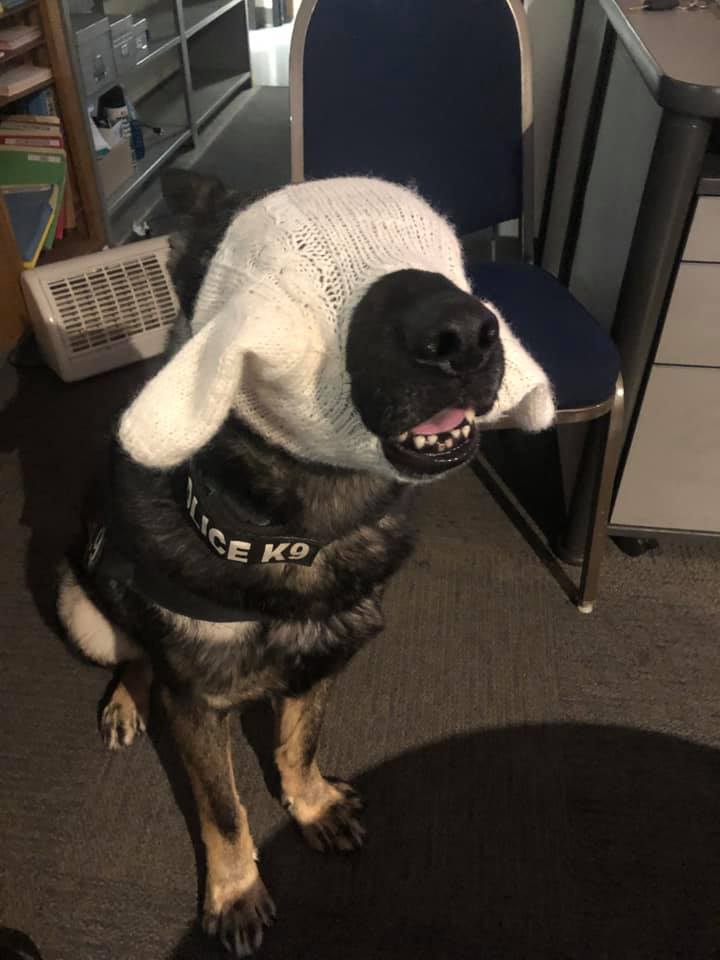 K9 Atlas | Scotts Valley Police Department, California K9 Atlas | Scotts Valley Police Department, California