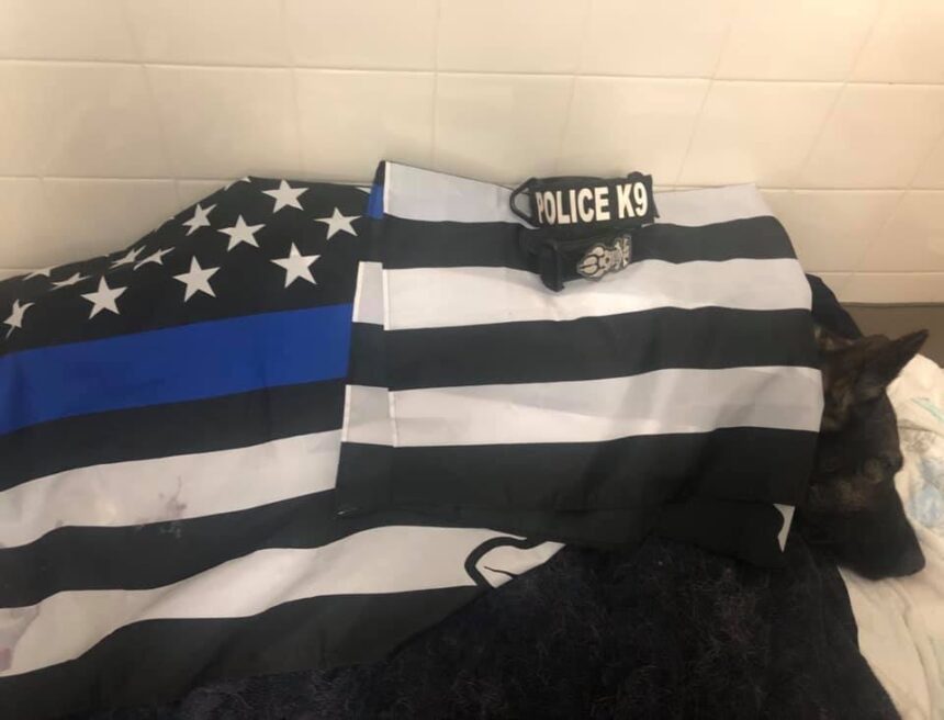 K9 Atlas | Scotts Valley Police Department, California K9 Atlas | Scotts Valley Police Department, California