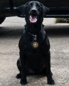 K9 Blue | South Carolina Department of Natural Resources, South Carolina