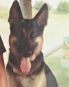 K9 Major | Charlotte County Sheriff's Office, Florida