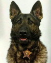 K9 Diesel | Bartholomew County Sheriff's Office, Indiana