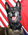 K9 Sjaak | La Vergne Police Department, Tennessee