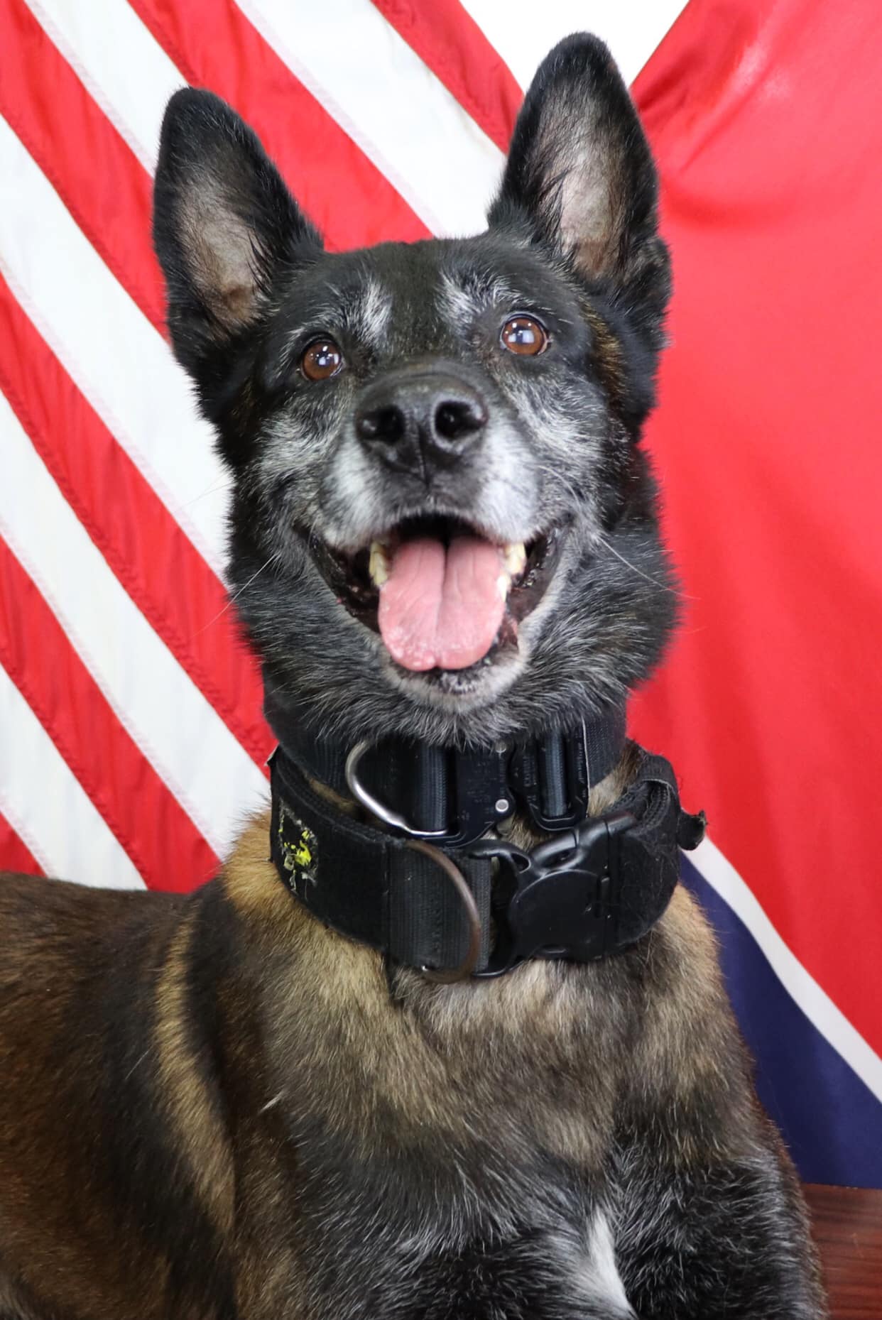 K9 Sjaak | La Vergne Police Department, Tennessee K9 Sjaak | La Vergne Police Department, Tennessee