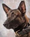 K9 Titan | Johnstown Police Department, Pennsylvania