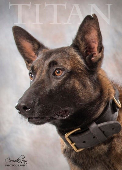 K9 Titan | Johnstown Police Department, Pennsylvania K9 Titan | Johnstown Police Department, Pennsylvania