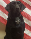K9 Cara | Staunton Sheriff's Office, Virginia