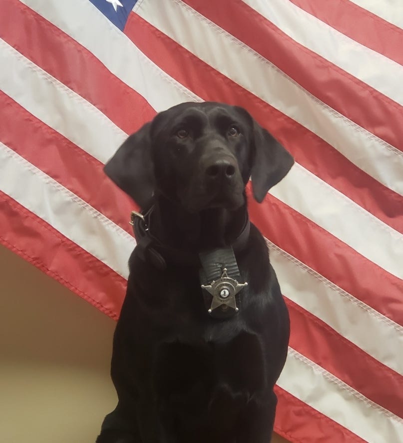 K9 Cara | Staunton Sheriff's Office, Virginia K9 Cara | Staunton Sheriff's Office, Virginia