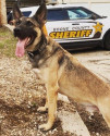 K9 Loki | Boone County Sheriff's Office, Illinois