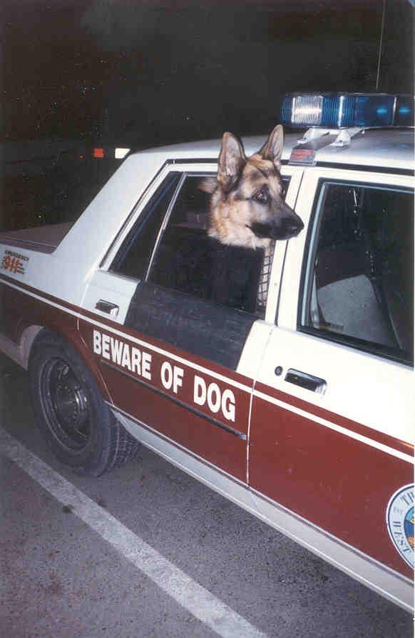 K9 Captain | West Sacramento Police Department, California K9 Captain | West Sacramento Police Department, California