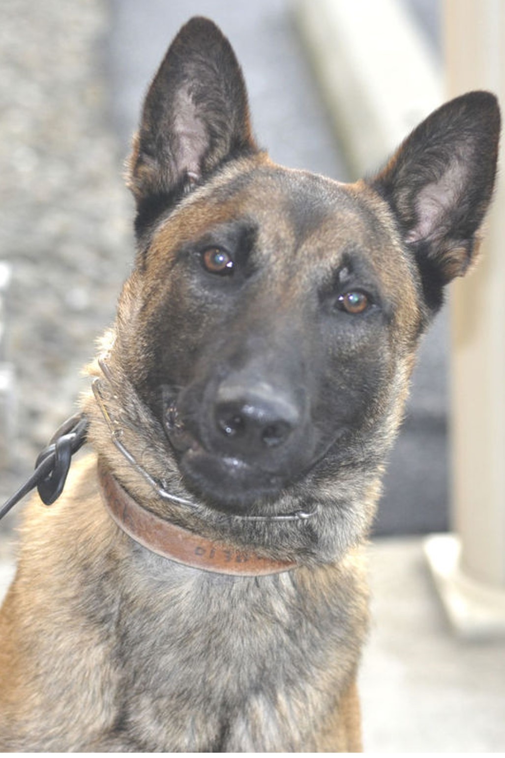 K9 Valco | Indianapolis Police Department, Indiana K9 Valco | Indianapolis Police Department, Indiana