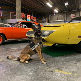 K9 Lyka Lukas | United States Department of Homeland Security - Federal Protective Service, U.S. Government K9 Lyka Lukas | United States Department of Homeland Security - Federal Protective Service, U.S. Government