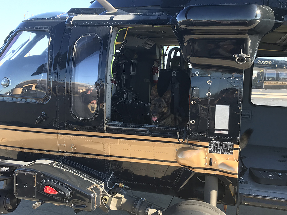 K9 Lyka Lukas | United States Department of Homeland Security - Federal Protective Service, U.S. Government K9 Lyka Lukas | United States Department of Homeland Security - Federal Protective Service, U.S. Government