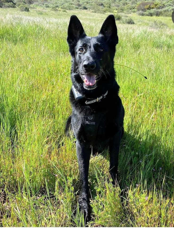 K9 Django | United States Department of Homeland Security - Customs and Border Protection - United States Border Patrol, U.S. Government K9 Django | United States Department of Homeland Security - Customs and Border Protection - United States Border Patrol, U.S. Government
