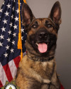 K9 Riley | Sacramento County Sheriff's Office, California