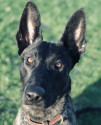 K9 Luna | Duluth Police Department, Minnesota