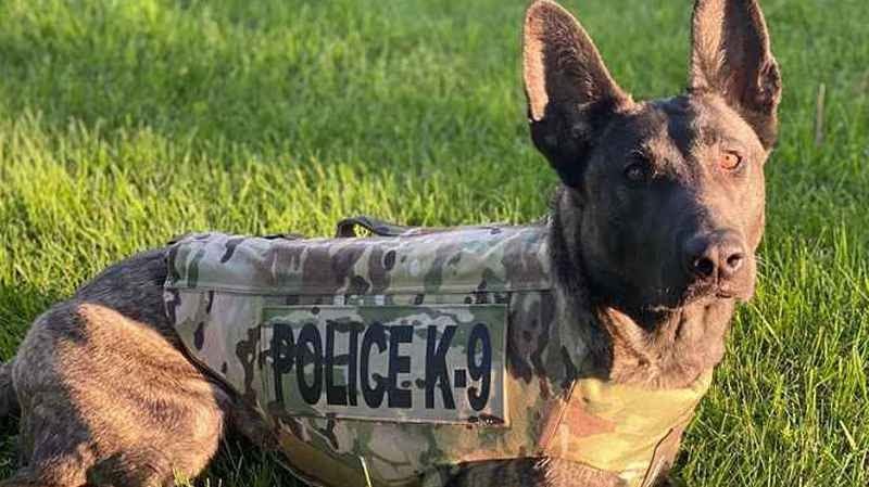 K9 Luna | Duluth Police Department, Minnesota K9 Luna | Duluth Police Department, Minnesota