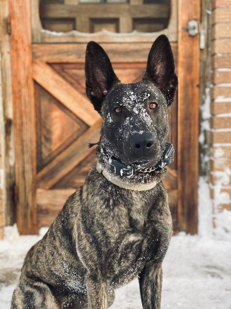 K9 Luna | Duluth Police Department, Minnesota K9 Luna | Duluth Police Department, Minnesota
