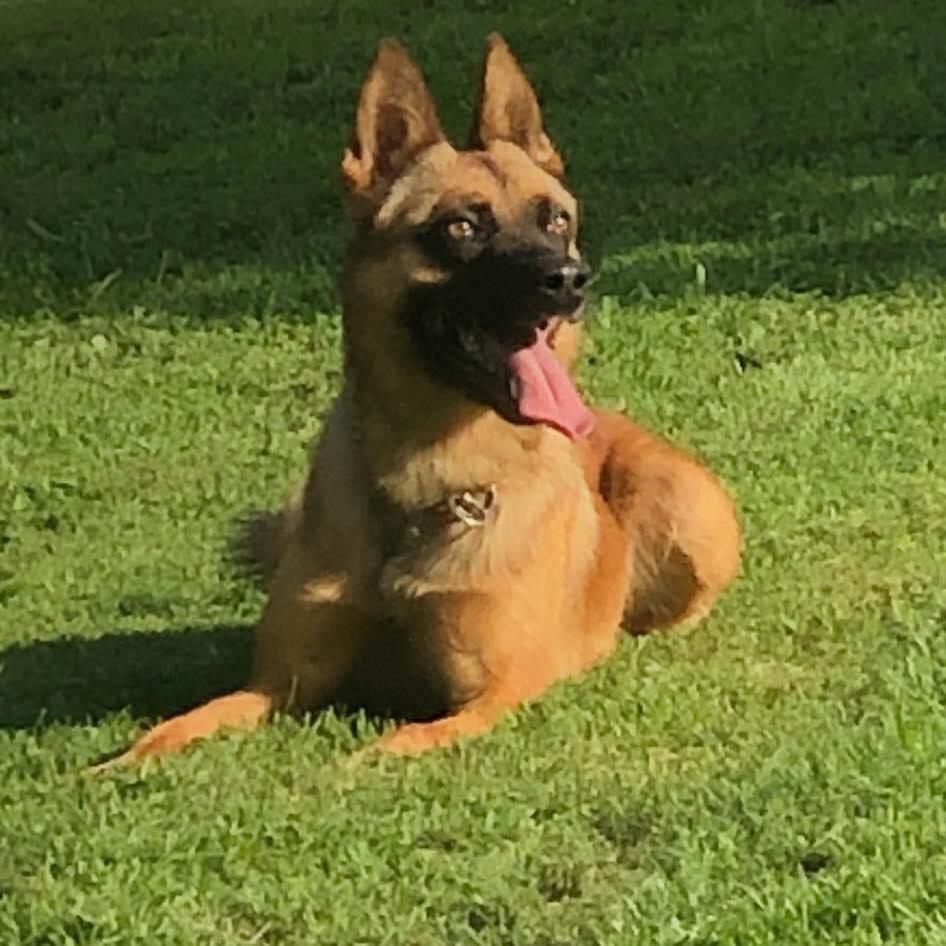 K9 Oli | Muskogee Police Department, Oklahoma K9 Oli | Muskogee Police Department, Oklahoma