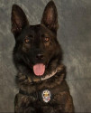 K9 Kozmo | Mesquite Police Department, Texas