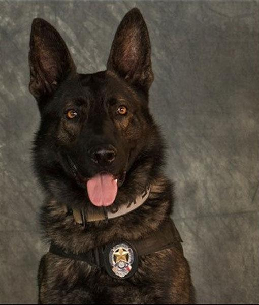 K9 Kozmo | Mesquite Police Department, Texas K9 Kozmo | Mesquite Police Department, Texas