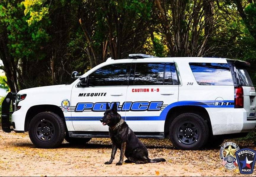 K9 Kozmo | Mesquite Police Department, Texas K9 Kozmo | Mesquite Police Department, Texas