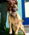 K9 Joker | Indian River County Sheriff's Office, Florida