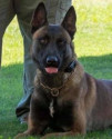 K9 Khan | Monroe County Sheriff's Office, Georgia