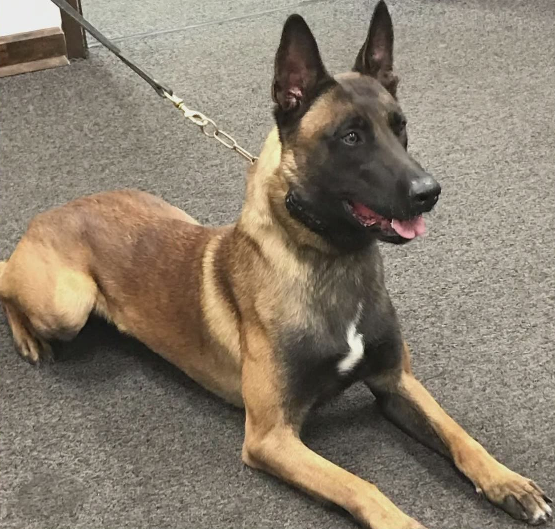 K9 Khan | Monroe County Sheriff's Office, Georgia K9 Khan | Monroe County Sheriff's Office, Georgia