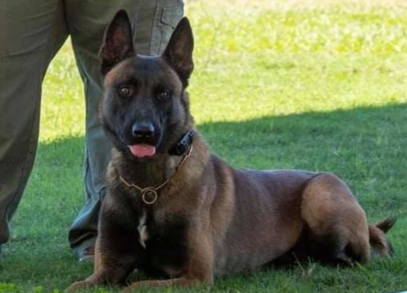 K9 Khan | Monroe County Sheriff's Office, Georgia K9 Khan | Monroe County Sheriff's Office, Georgia