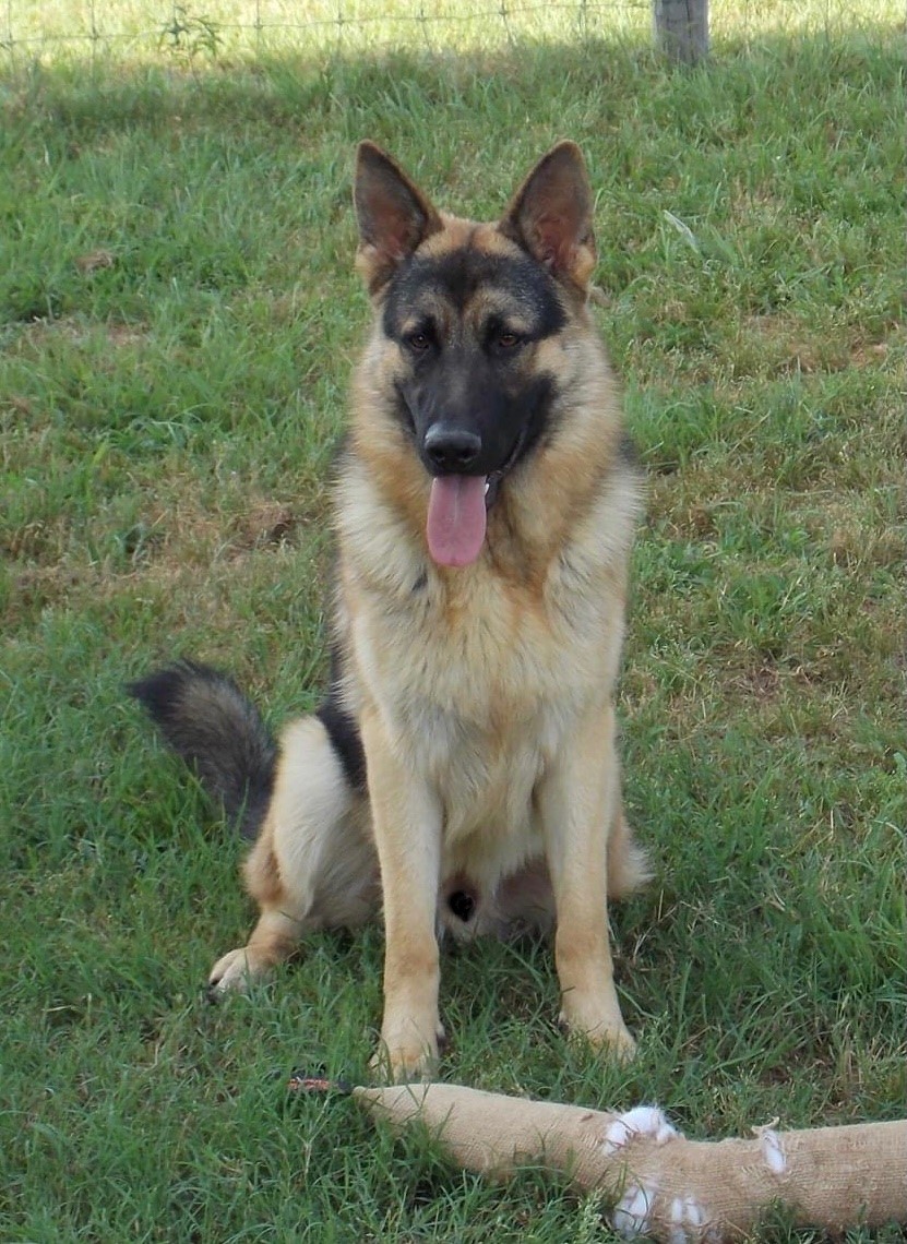 K9 Jaeger | Stephens County Sheriff's Office, Oklahoma K9 Jaeger | Stephens County Sheriff's Office, Oklahoma