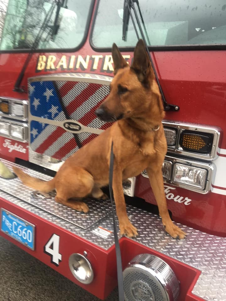 K9 Kitt | Braintree Police Department, Massachusetts K9 Kitt | Braintree Police Department, Massachusetts