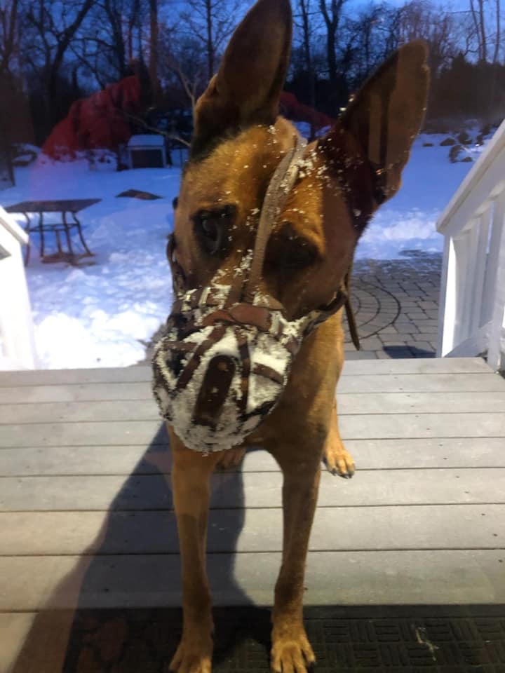 K9 Kitt | Braintree Police Department, Massachusetts K9 Kitt | Braintree Police Department, Massachusetts