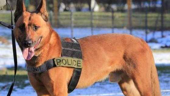 K9 Kitt | Braintree Police Department, Massachusetts K9 Kitt | Braintree Police Department, Massachusetts
