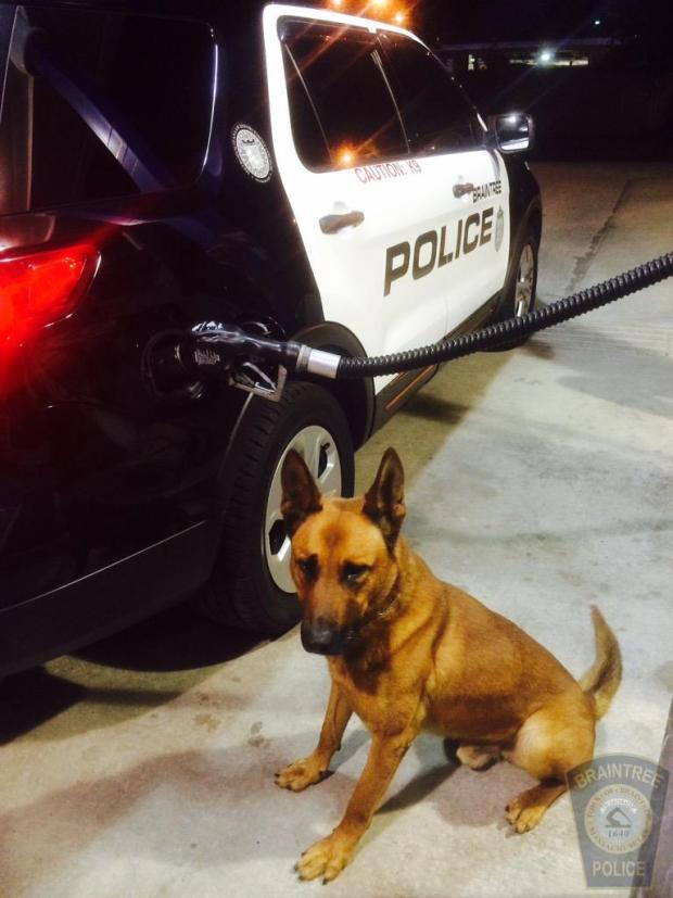 K9 Kitt | Braintree Police Department, Massachusetts K9 Kitt | Braintree Police Department, Massachusetts