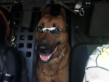 K9 Kitt | Braintree Police Department, Massachusetts K9 Kitt | Braintree Police Department, Massachusetts