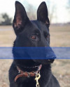 K9 Max | St. Joseph Police Department, Missouri