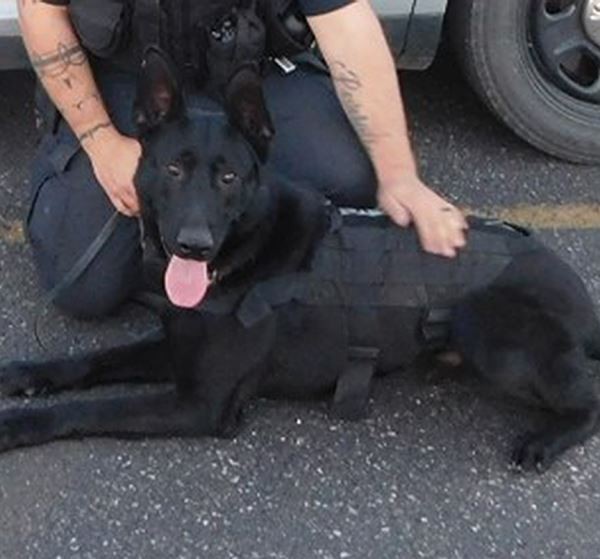 K9 Max | St. Joseph Police Department, Missouri K9 Max | St. Joseph Police Department, Missouri