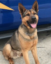 K9 Rex | Michigan State Police, Michigan