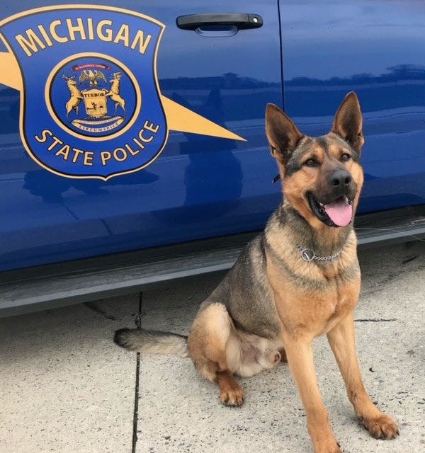 K9 Rex | Michigan State Police, Michigan K9 Rex | Michigan State Police, Michigan